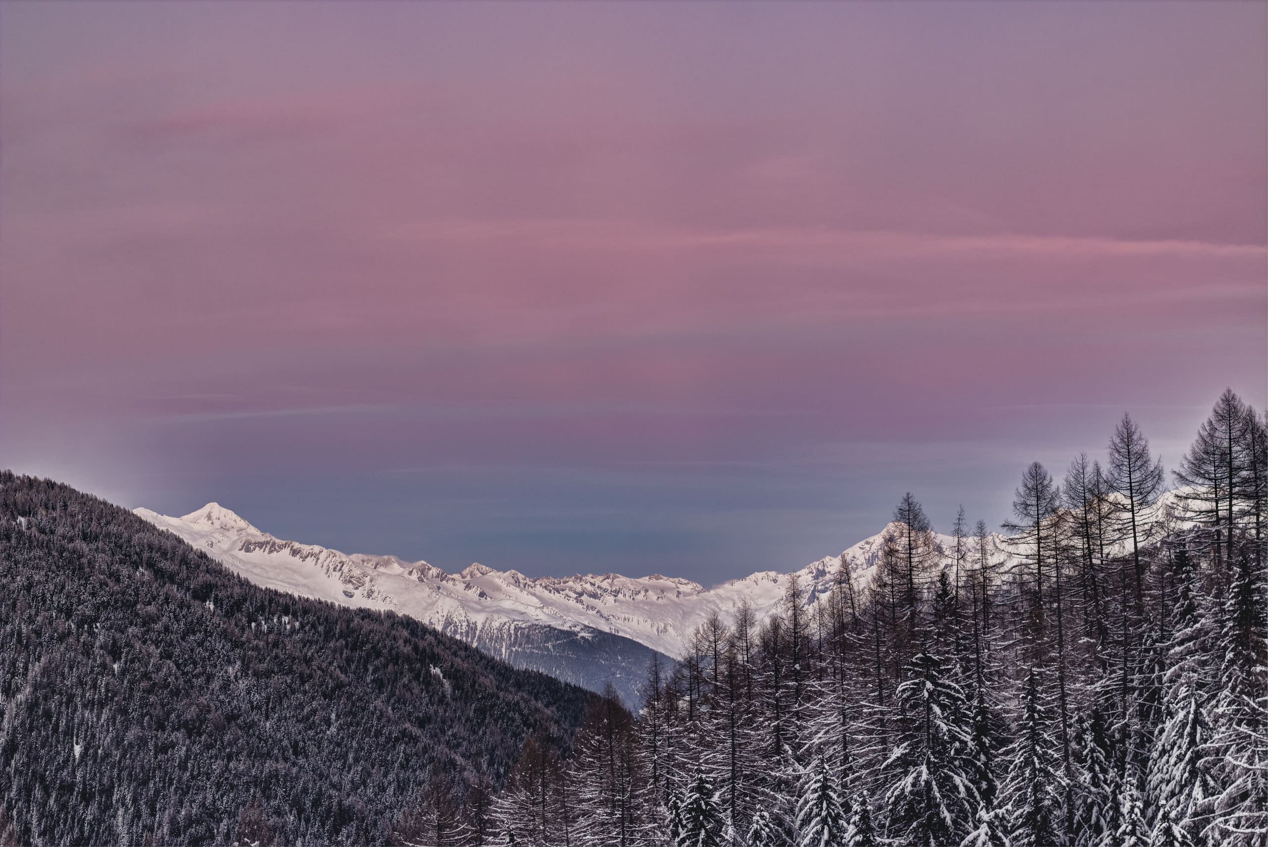 Crêtes enneigées et forêt de mélèzes sous un ciel rose au crépuscule